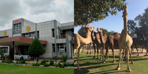 National_Research_Center_on_Camel