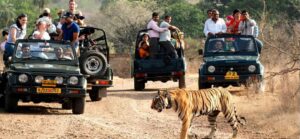 sariska_safari