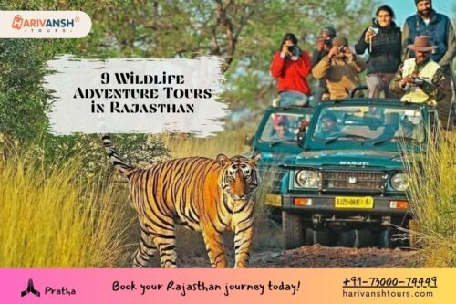 Wildlife Adventure Tours